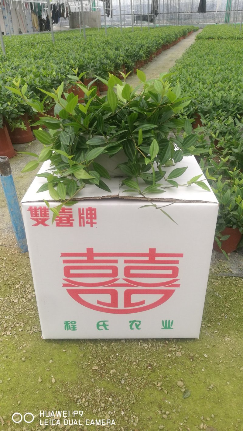 绿萝