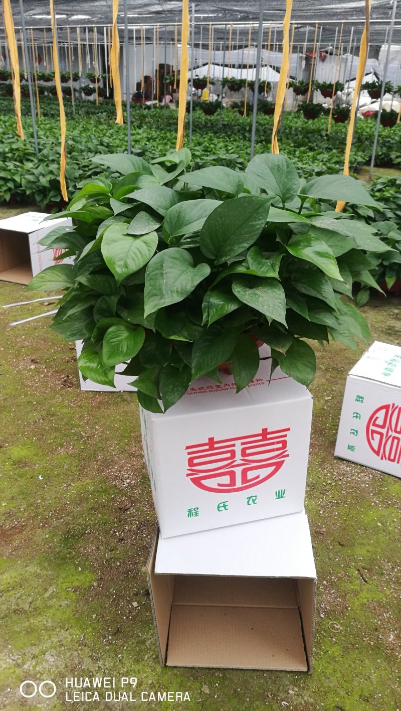 绿萝