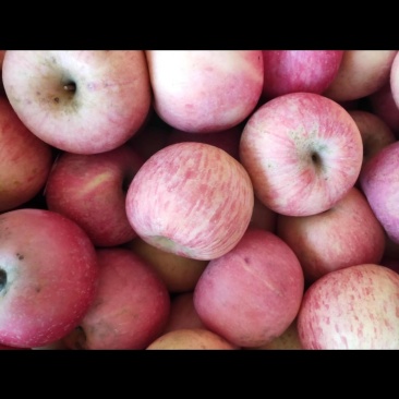 烟台栖霞苹果🍎