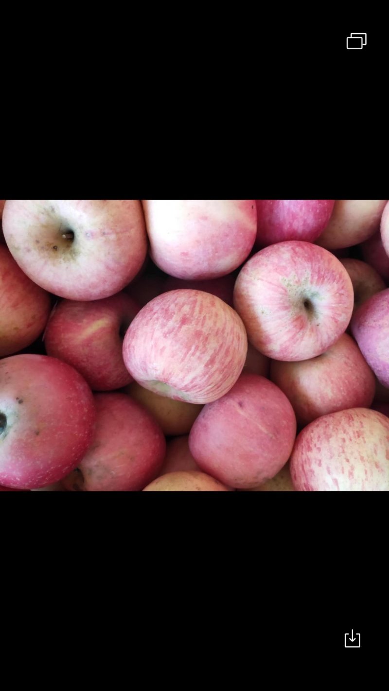 烟台栖霞苹果🍎