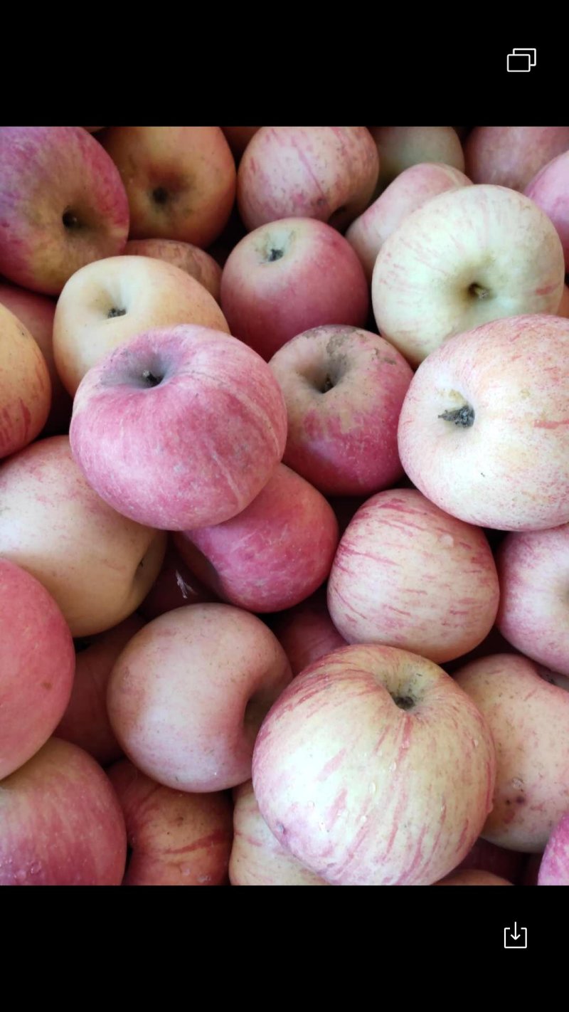 烟台栖霞苹果🍎
