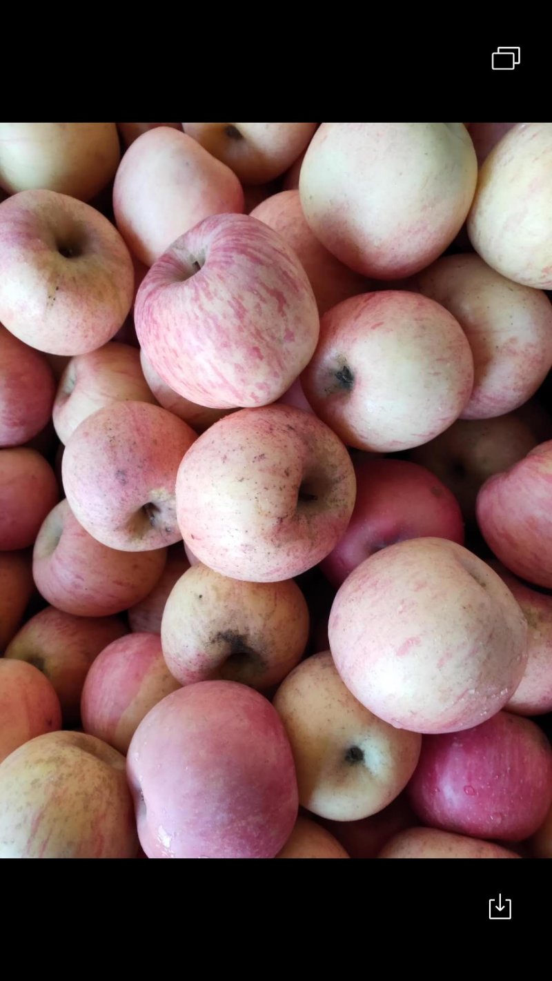 烟台栖霞苹果🍎