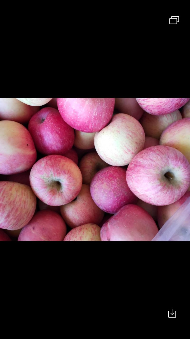 烟台栖霞苹果🍎