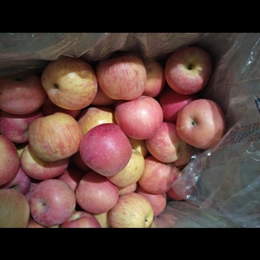 烟台栖霞苹果🍎