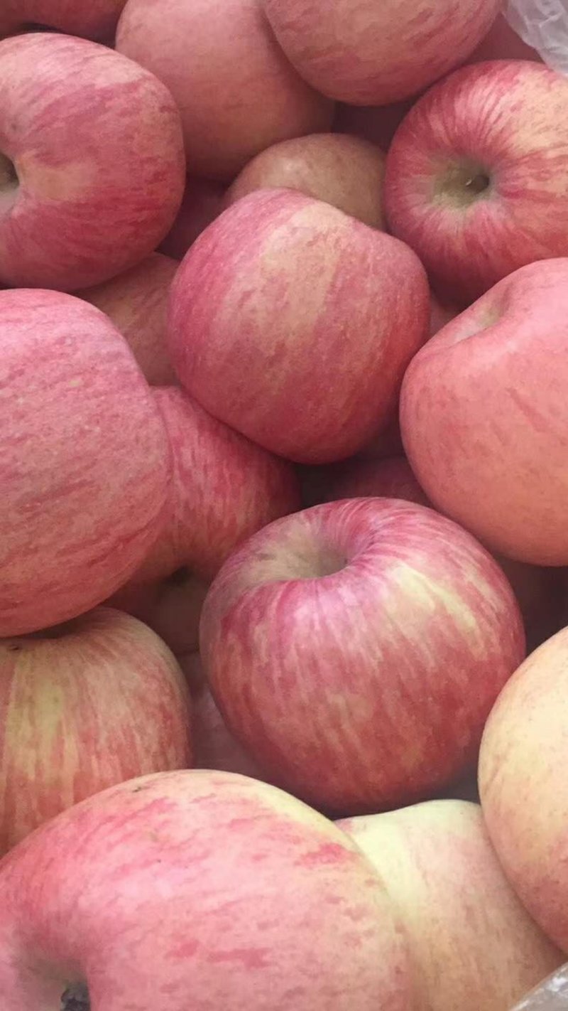 烟台栖霞苹果🍎