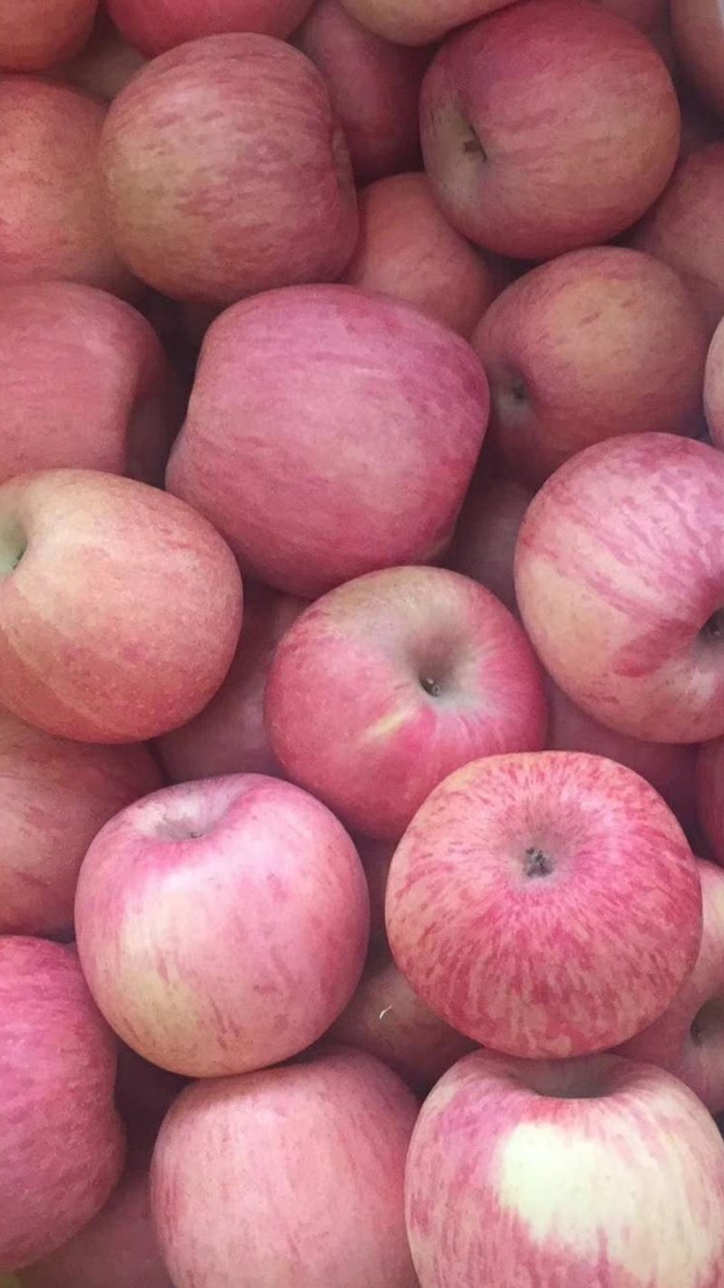 烟台栖霞苹果🍎