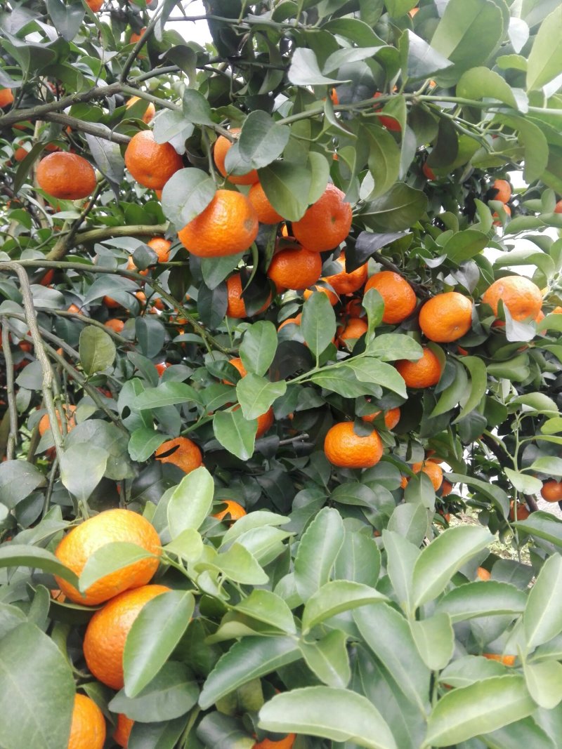 沙糖桔
