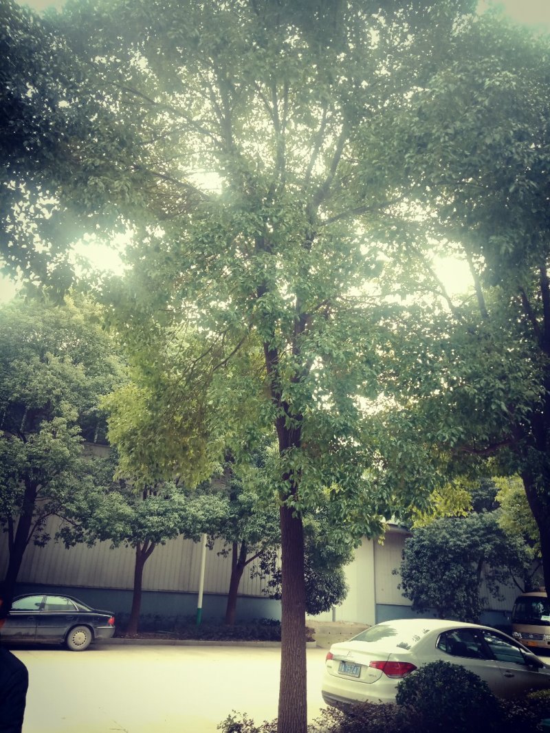 底价处理60颗香樟，25颗杜英，8颗桂花13颗广玉兰
