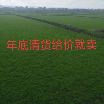 马尼拉草坪