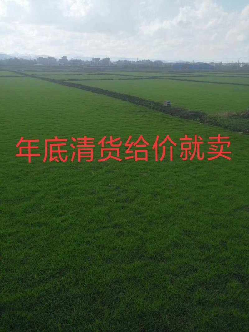 马尼拉草坪