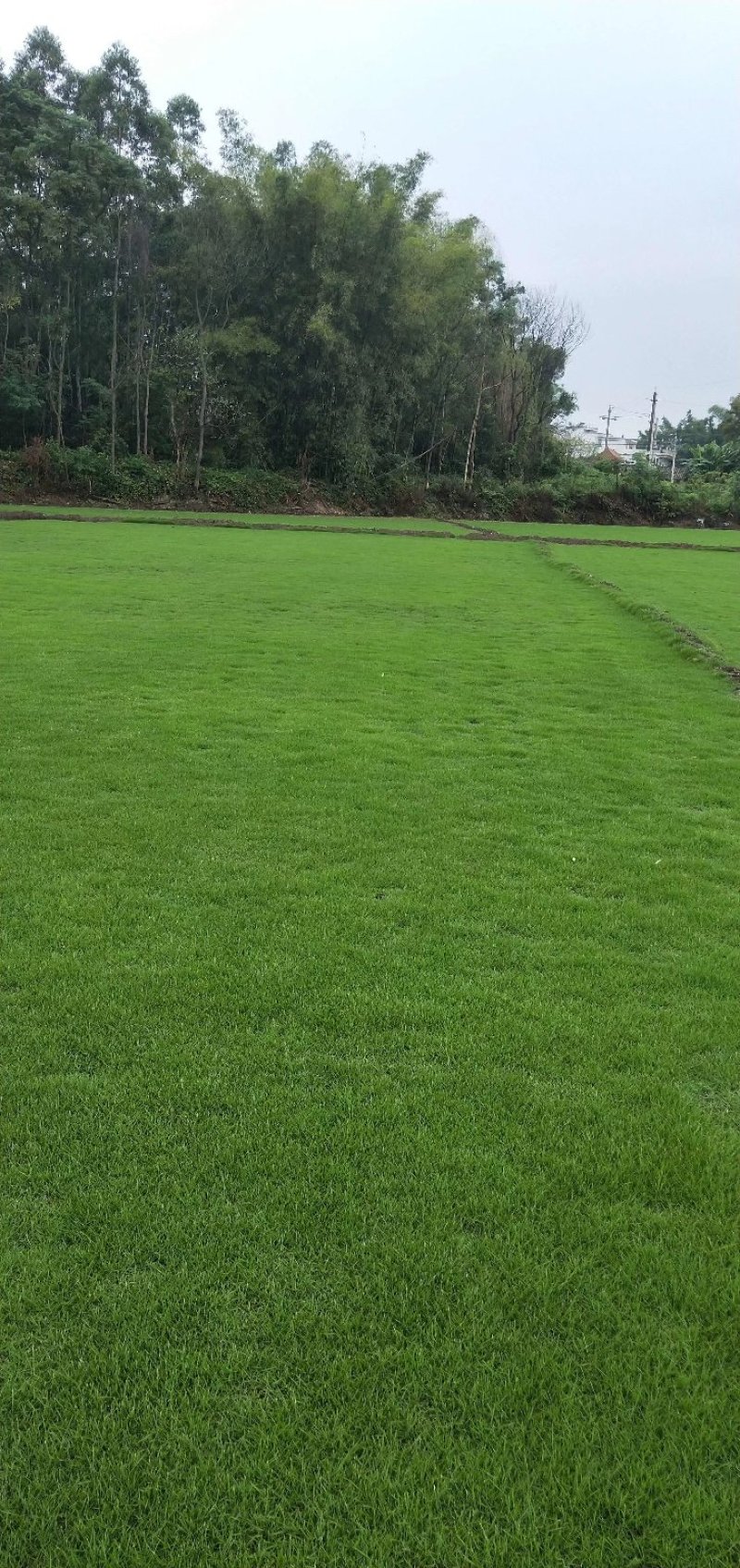 马尼拉草坪