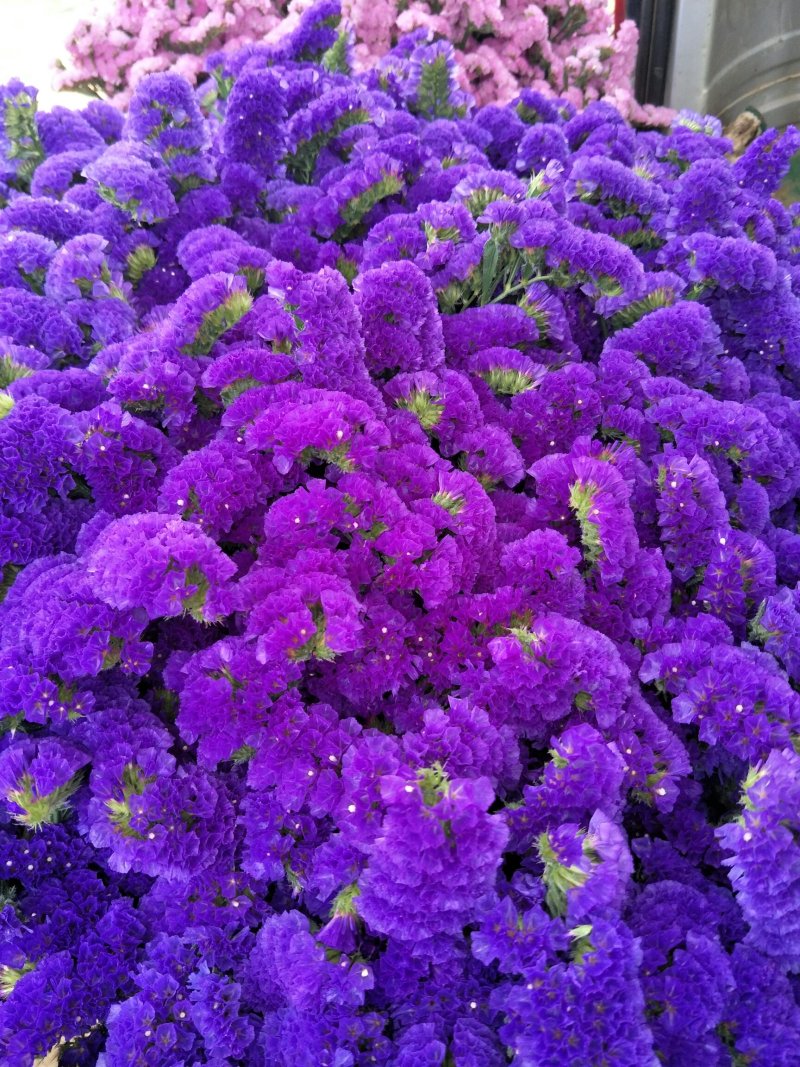 鲜切花