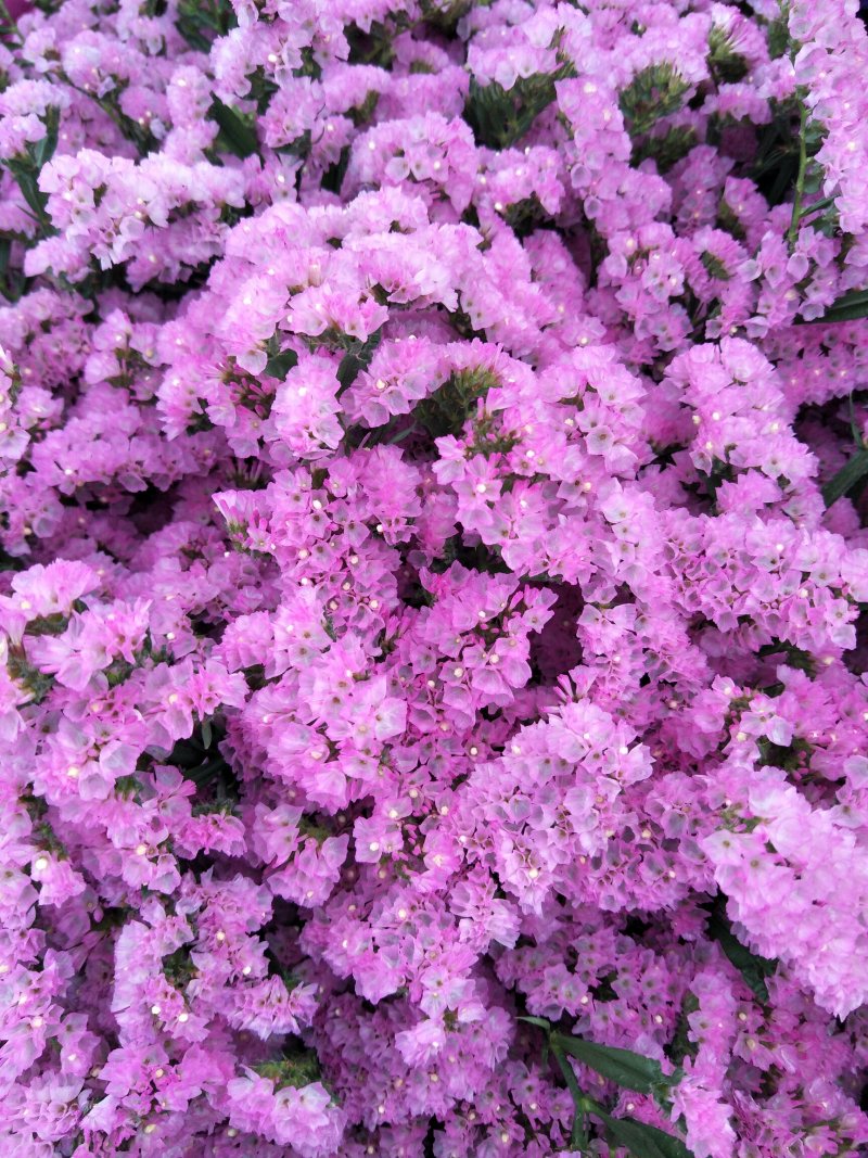 鲜切花