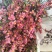鲜切花