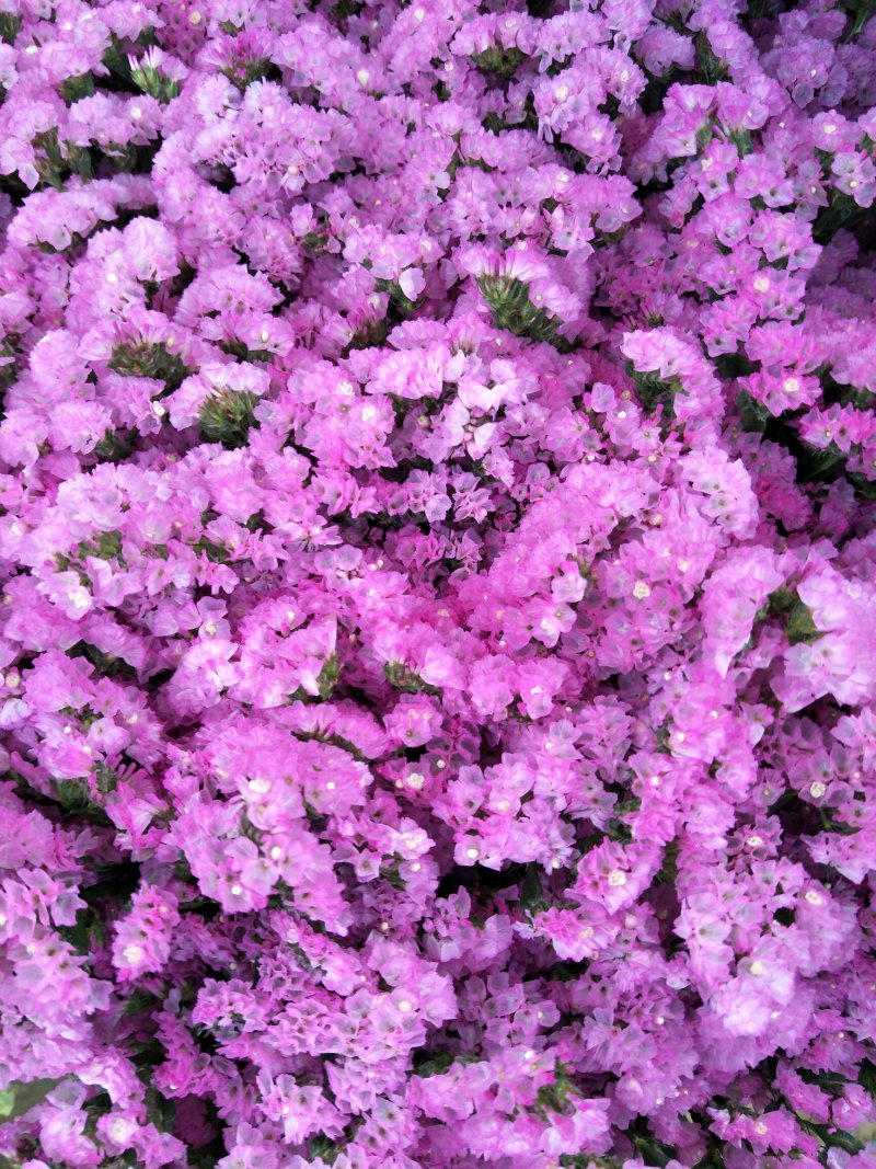 鲜切花