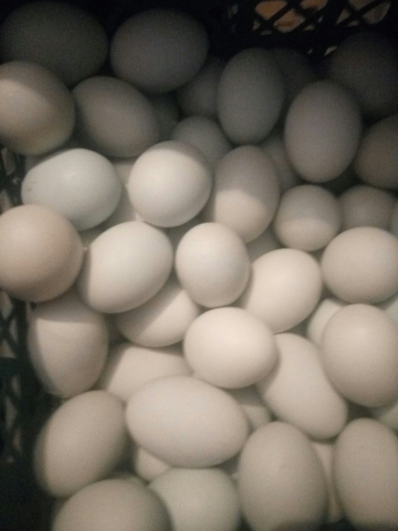 雄安新区白洋淀特产鸭蛋