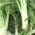 优质花叶棒菜(现货)