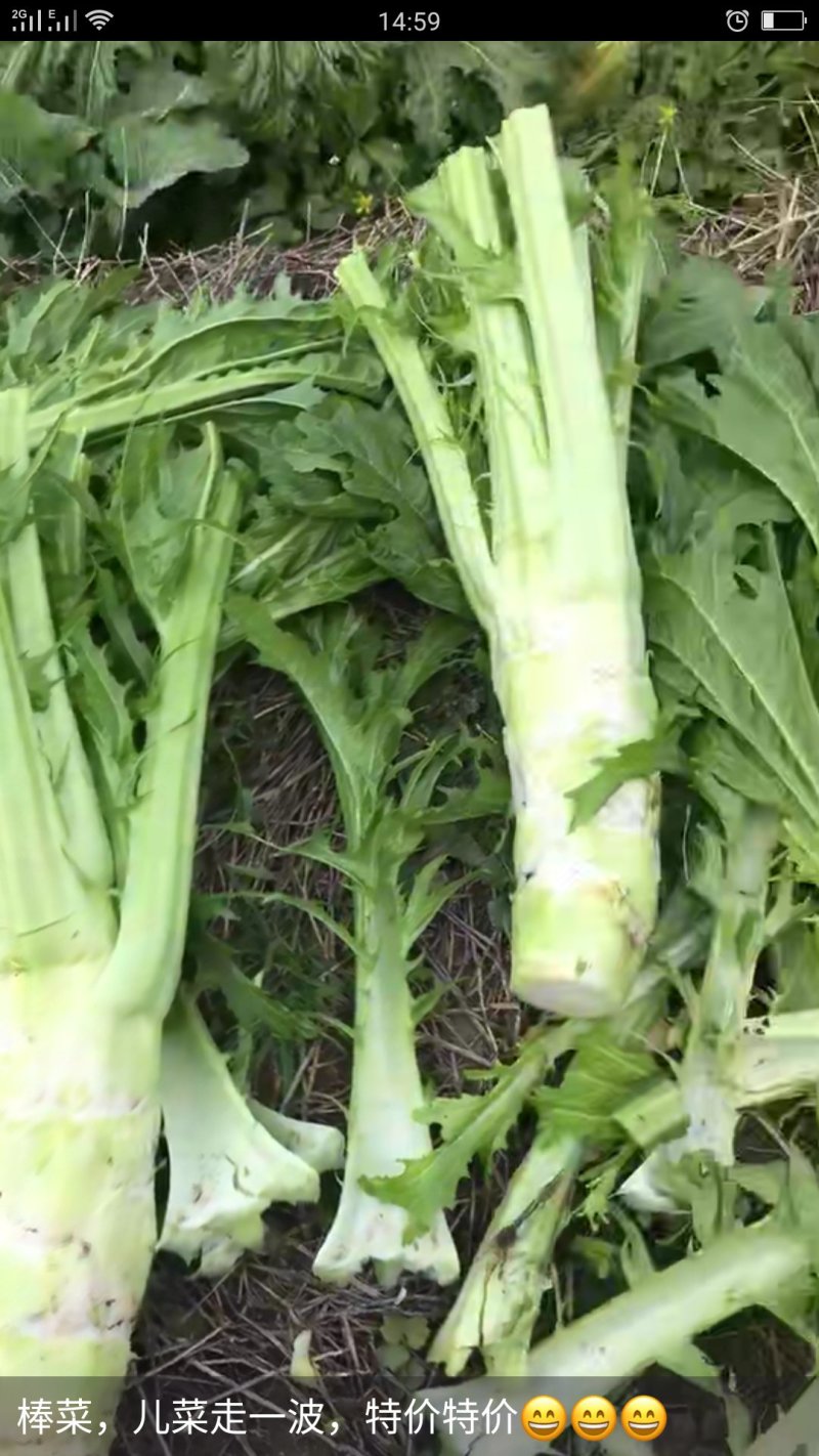 优质花叶棒菜(现货)