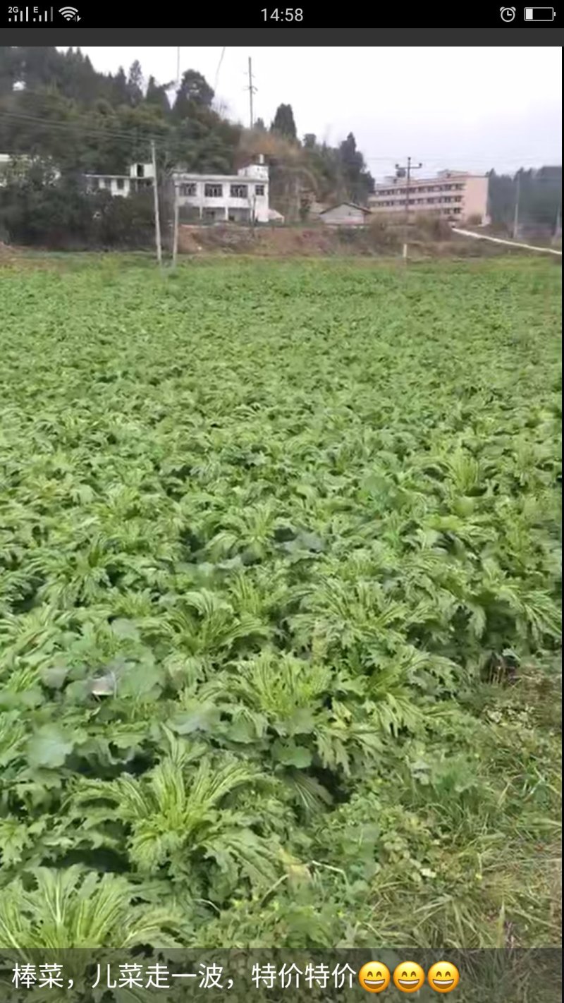 优质花叶棒菜(现货)