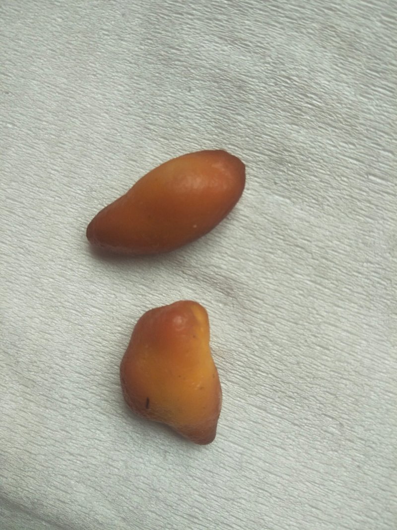 中药动物类