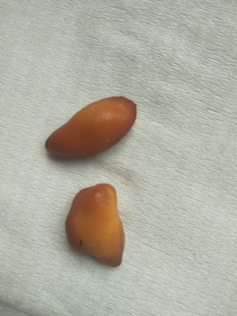 中药动物类