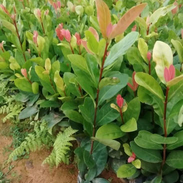 漳州市绿化苗木龙船花