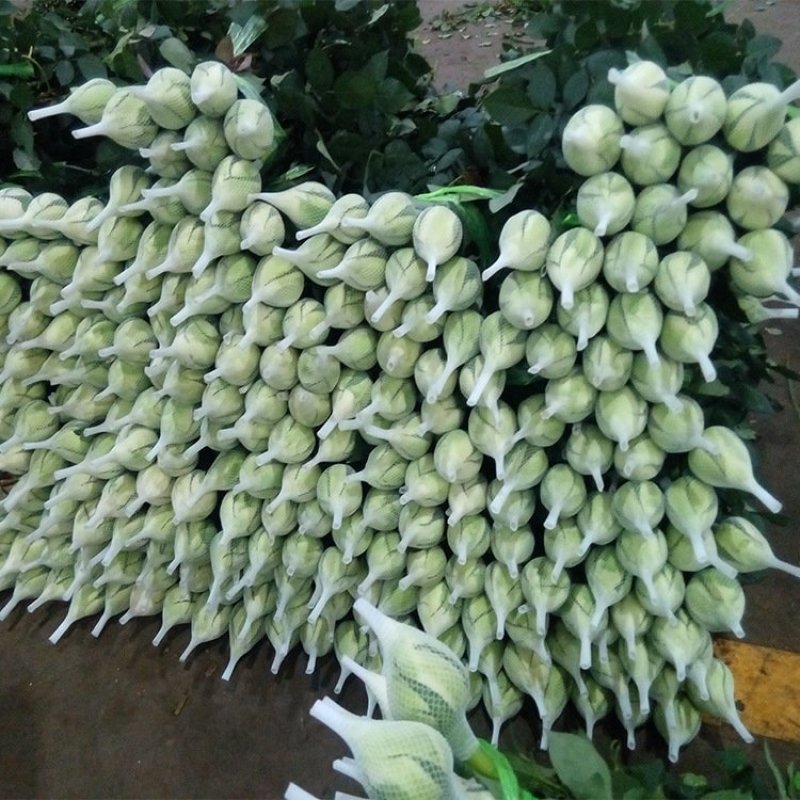云南红玫瑰白玫瑰粉玫瑰彩色玫瑰花鲜切花批发
