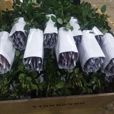 云南红玫瑰白玫瑰粉玫瑰彩色玫瑰花鲜切花批发