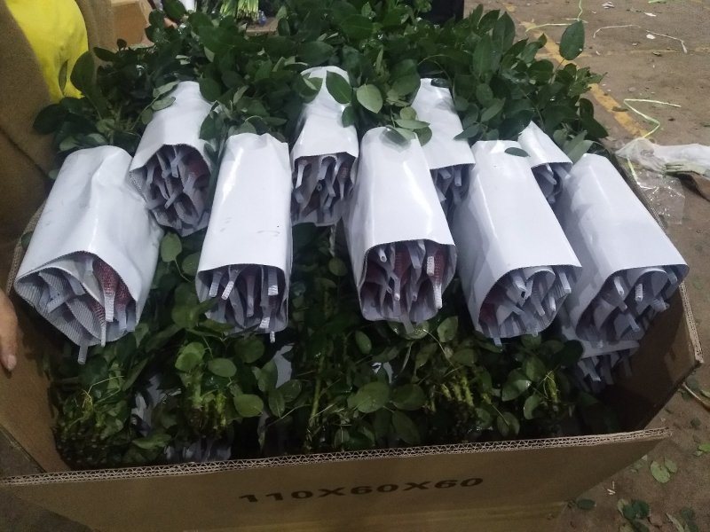 云南红玫瑰白玫瑰粉玫瑰彩色玫瑰花鲜切花批发
