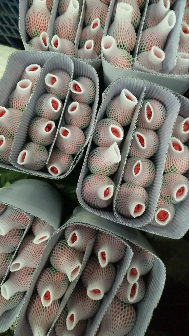 云南红玫瑰白玫瑰粉玫瑰彩色玫瑰花鲜切花批发