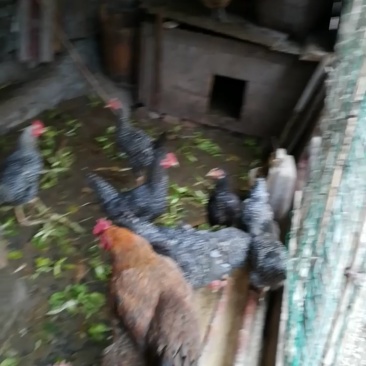 土鸡