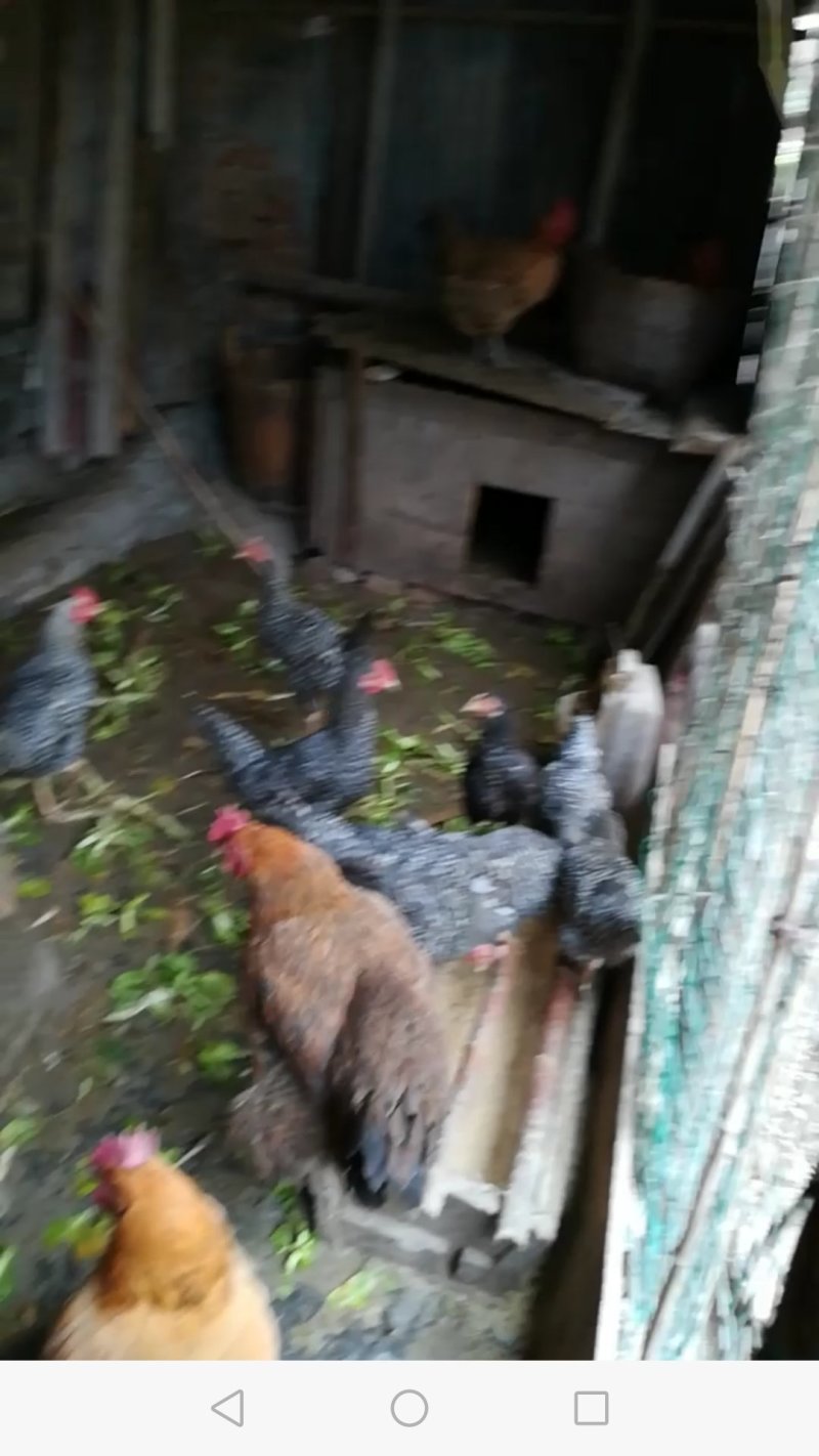 土鸡