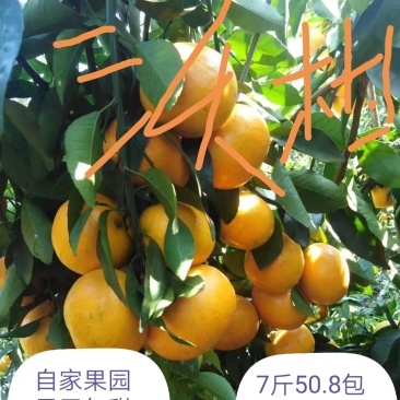 广西灵山沃柑可视频看货支持线上交易产地直销