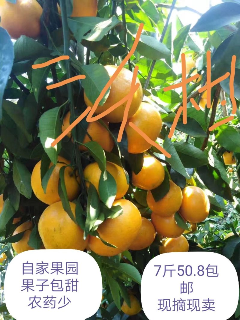 广西灵山沃柑可视频看货支持线上交易产地直销