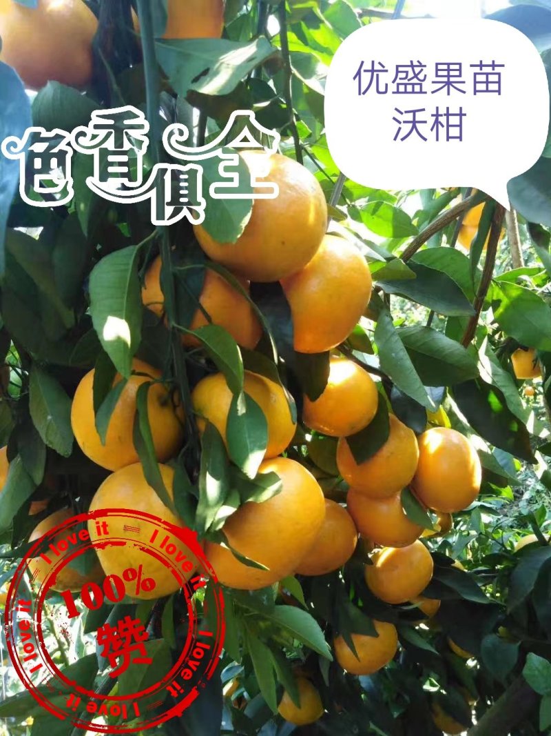 广西灵山沃柑可视频看货支持线上交易产地直销