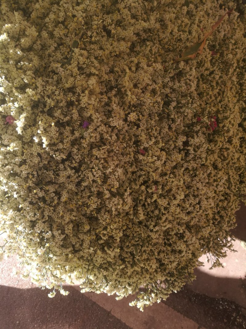 满天星，千万星，勿忘我，情人草