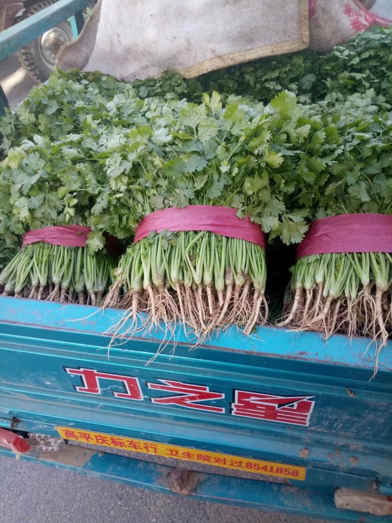大叶香菜铁杆香菜芫荽