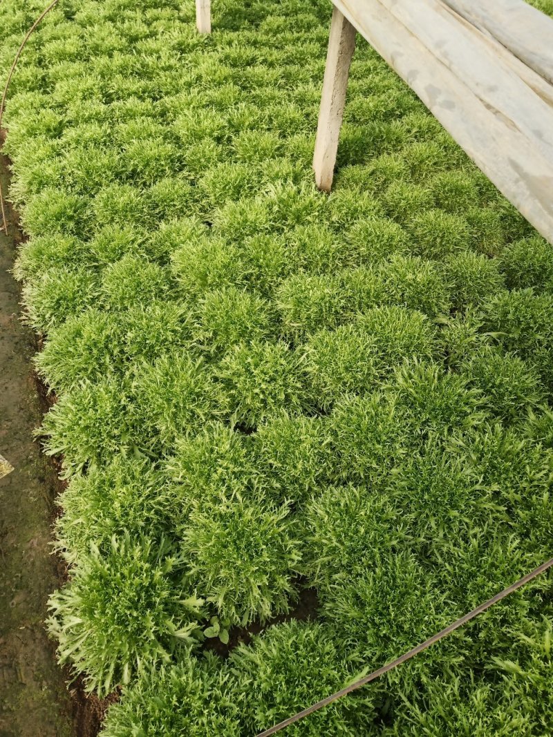 精品苦菊，上市了