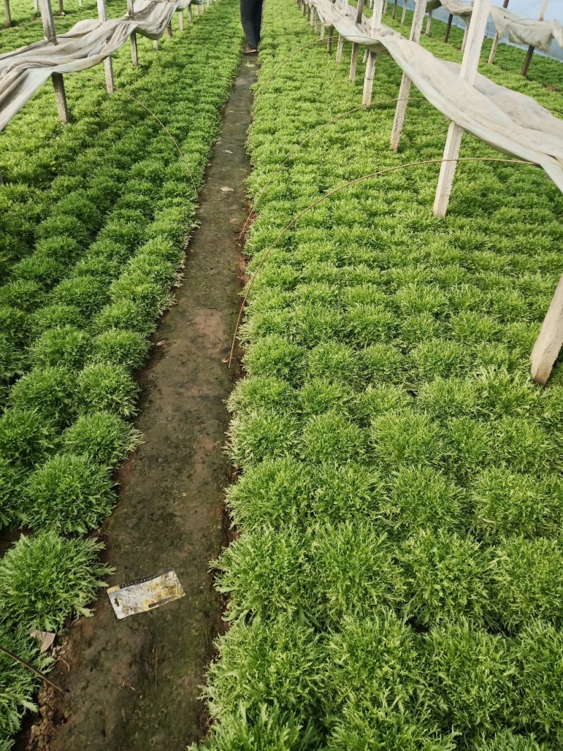 精品苦菊，上市了