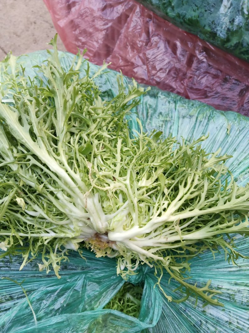 精品苦菊，上市了