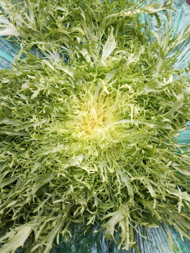 精品苦菊，上市了