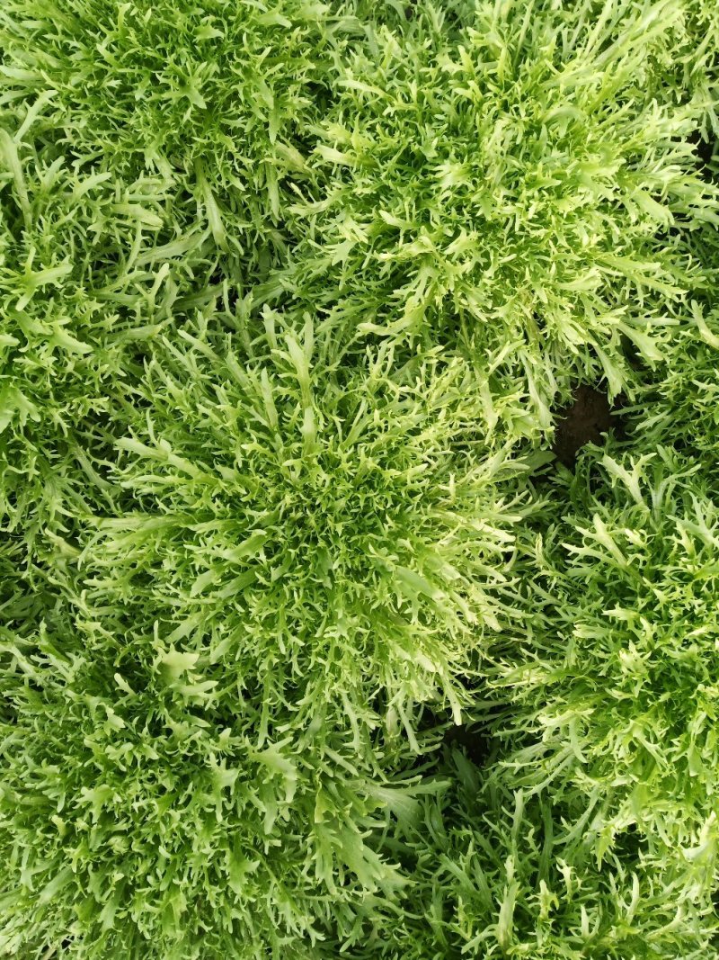 精品苦菊，上市了