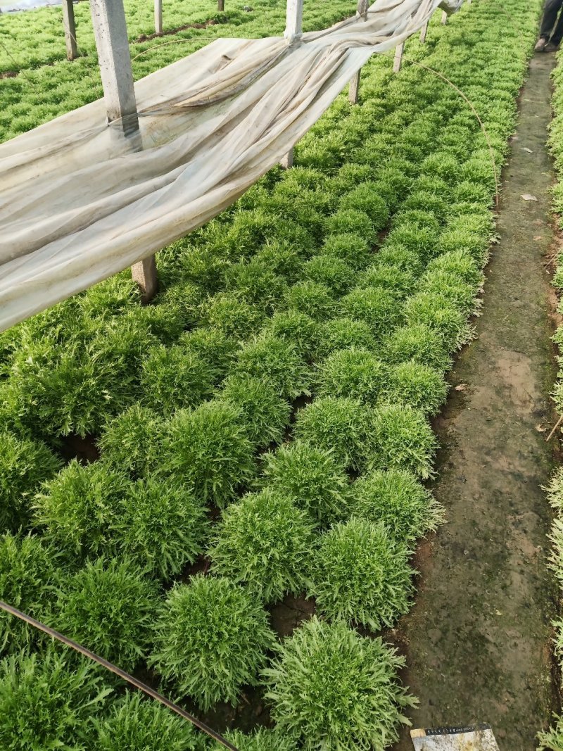 精品苦菊，上市了