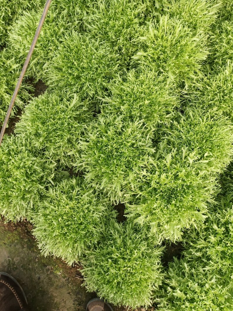精品苦菊，上市了