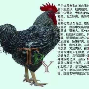 禽畜牧蛋肉