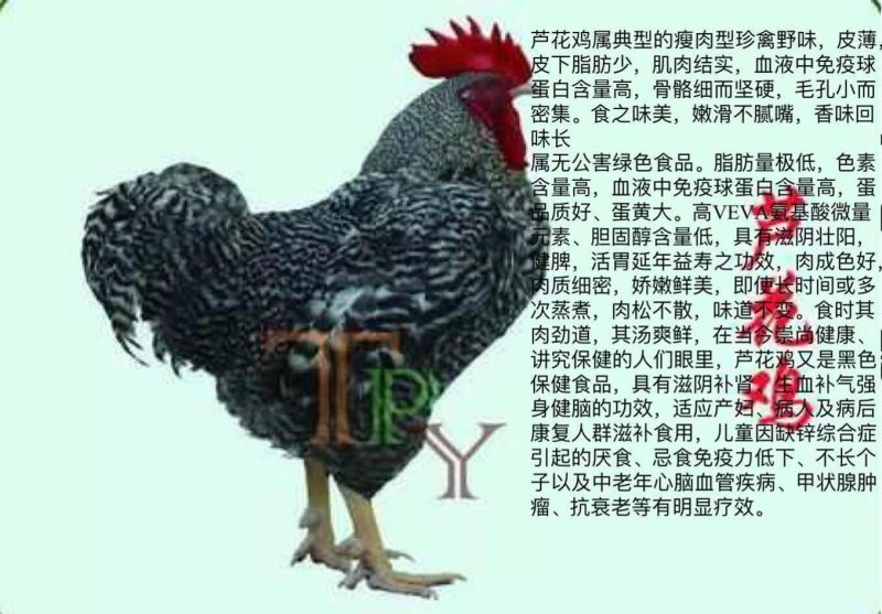 禽畜牧蛋肉