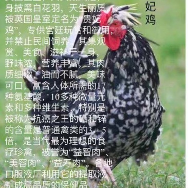 禽畜牧蛋肉