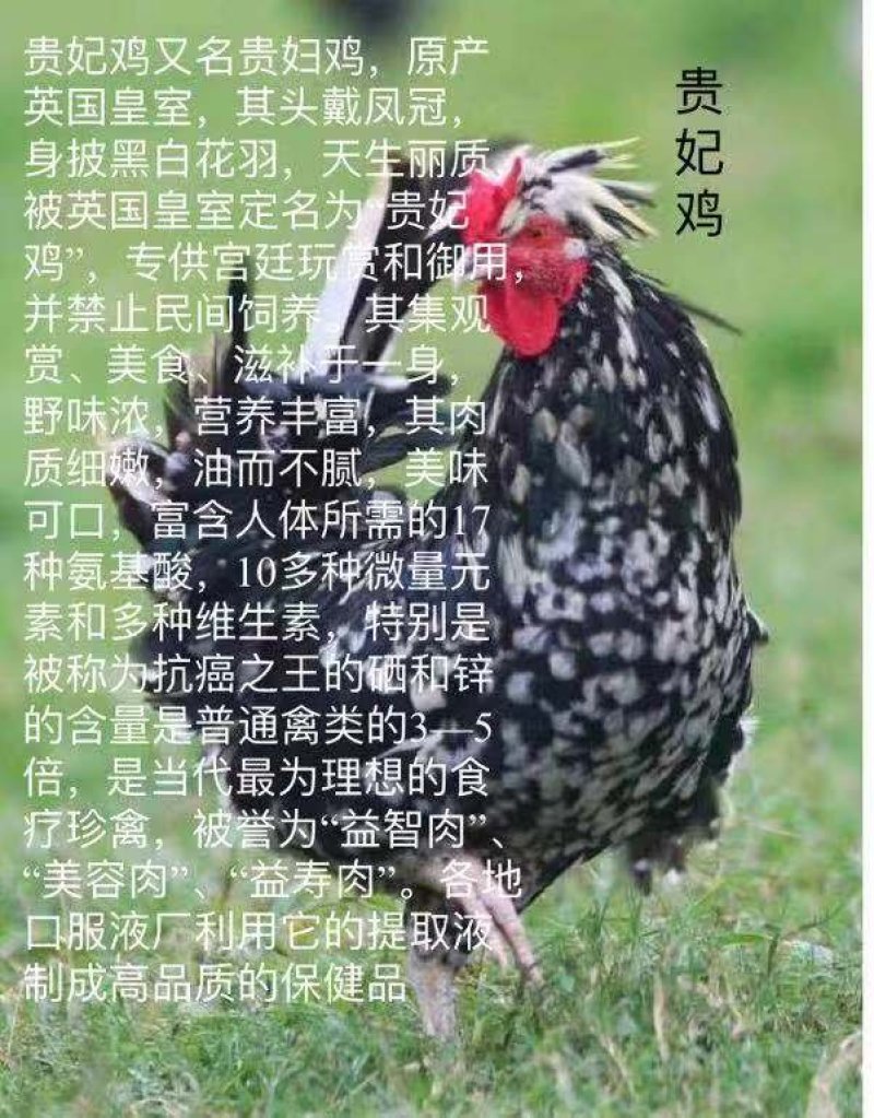 禽畜牧蛋肉