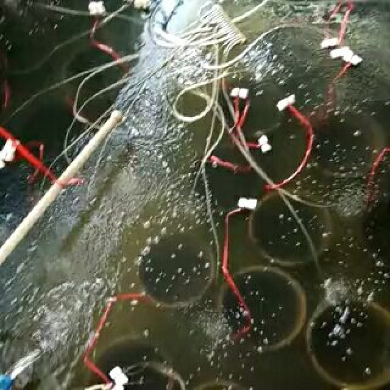 优质黄颡鱼(黄骨鱼)水花苗，一手货源，无中间商。