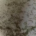 优质黄颡鱼(黄骨鱼)水花苗，一手货源，无中间商。